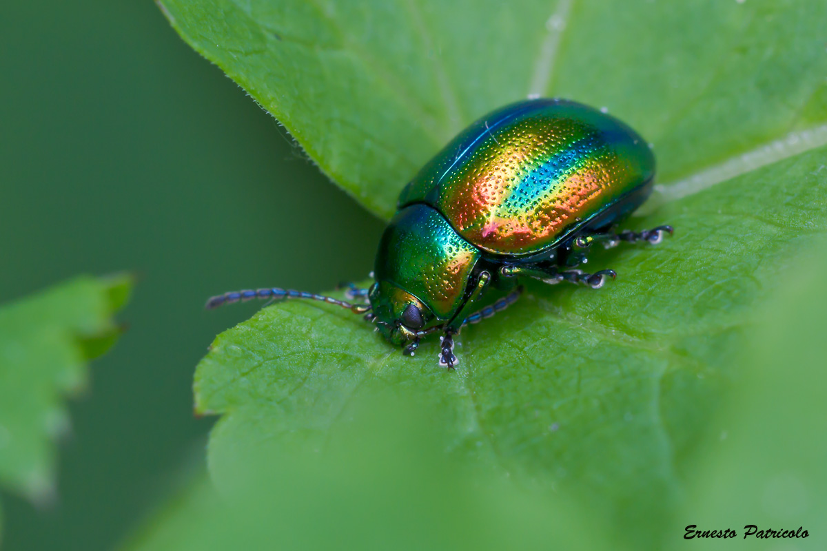 coleottero da identificare: Chrysolina fastuosa